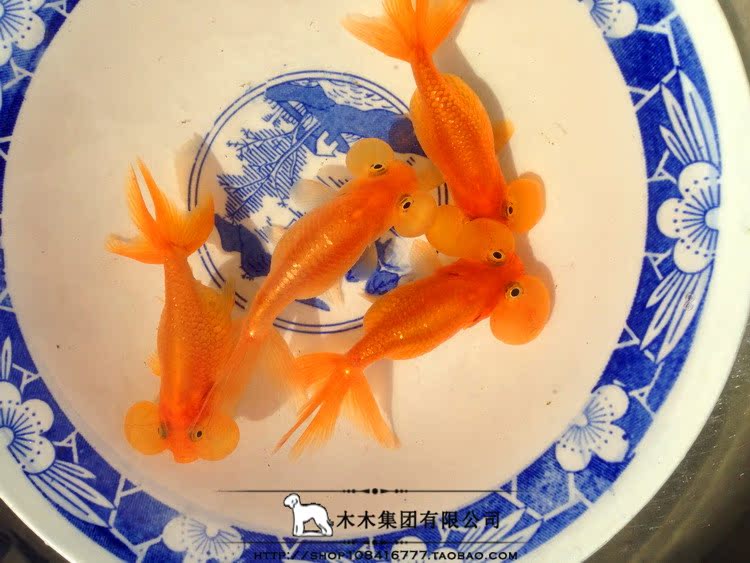 鱼观赏鱼活体精品 冷水鱼 淡水鱼苗 养殖场直销