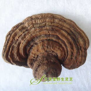  正品 海南霸王岭野生平盖灵芝(树舌青芝) 手感沉 多图 所见既所得