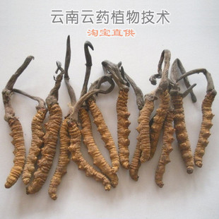  冬虫夏草/虫草/正品/西藏产/云药网™/中药材