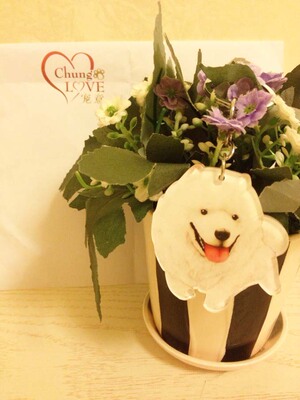 <em>男强女强宠文</em>宠意 萨摩耶 送男女生日礼物可爱