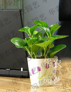 租花迷你小型植物电脑盆栽防辐射四季长青盆小福州家具图片