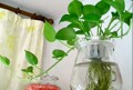 水培植物  净化空气（大株）水培绿萝吊兰 盆栽 吸收甲醛高手