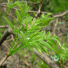 张家界特级新莓茶霉茶矛岩莓茶长寿藤茶 急慢性咽炎保健极品 包邮