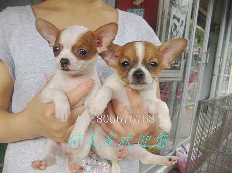 吉娃娃犬 纯种幼犬 公DD 宠物狗狗 有视频 实体