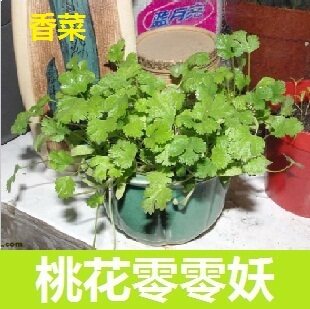 <span class=H>A</span>46/香菜芫荽 种子/春秋四季播阳台种菜盆栽/蔬菜瓜水果花草卉籽