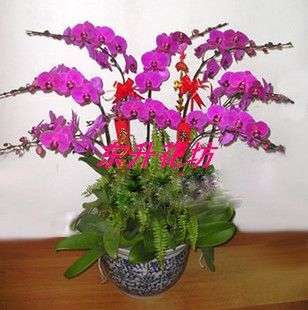 Nanjing Florist Sending flowers 10 Moth orchid Spring Festival Nanjing flower Order flowers Lantern festival Botany Dongsheng Flower Squarein the Flower delivery/Flowers simulation/Plants gardening , Flower delivery(City) category - from Buy2taobao.com to provide professional Taobao agent buy service