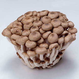  沃庄园美味蟹味菇1盒 新鲜蔬菜菌类 绿色健康食品 今日秒杀菜市场