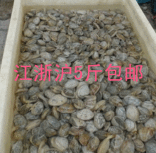 新鲜海鲜 鲜活贝类蛤蜊花蛤花蛤蜊 超值品尝4元/250克