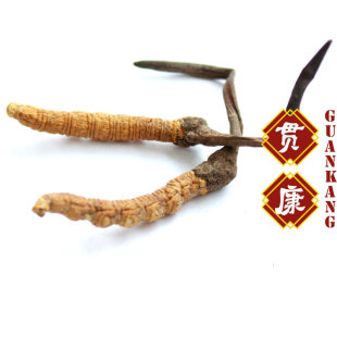  【贯康】正品 青海玉树 冬虫夏草 虫草王 2.5条/克 滋补虫草批发