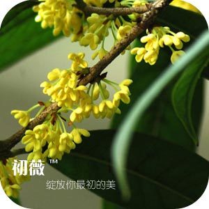 国色天香之桂花凝香脂\/饱和桂花油 30ml-淘宝网