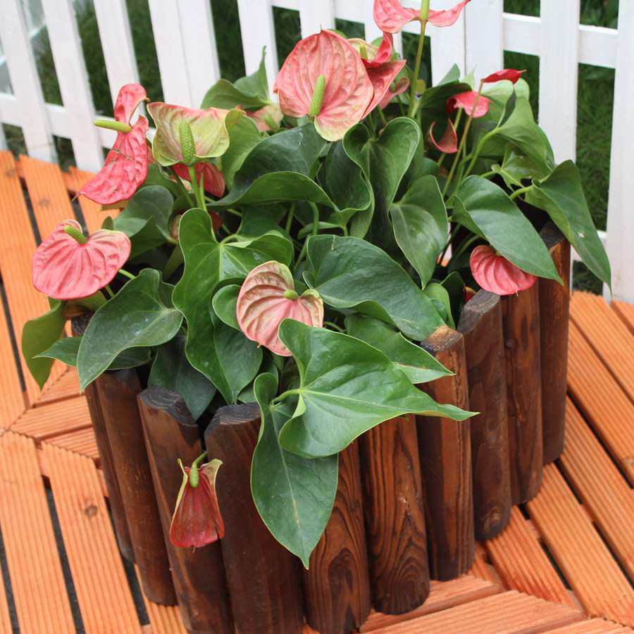 Carbonize Anticorrosive wood Parterre fence solid wood enclosure guardrail Wooden fence Surrounded Flower pot new patternin the Flower delivery/Flowers simulation/Plants gardening , Gardening supplies , Large fence/Fences category - from Buy2taobao.com to provide professional Taobao agent buy service