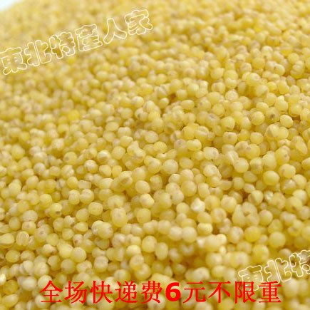 2011新货东北特产新货小米500克 最有营养的粗粮 熬小米粥快递6元