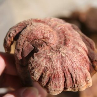  云南丽江优质精选纯野生赤芝/赤灵芝 无虫蛀 可磨灵芝粉 50克