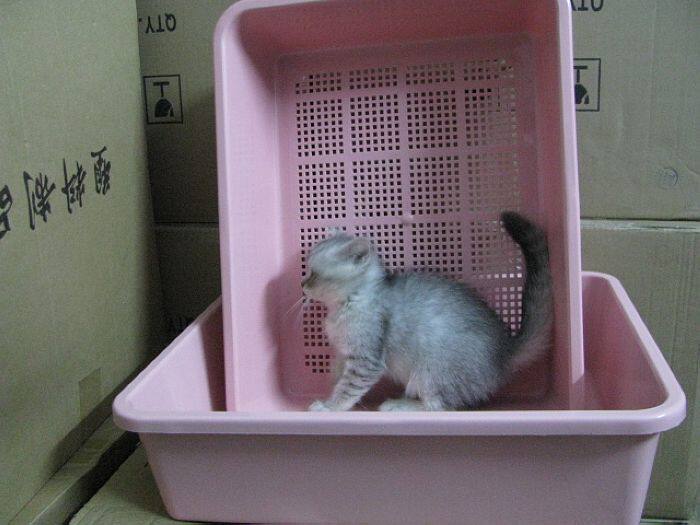 可批发 摔不怕 买5袋松木猫砂送DODO双层猫砂盆 猫厕所
