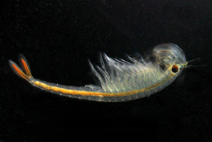 冲3钻 淡水丰年虫卵 淡水丰年虾卵