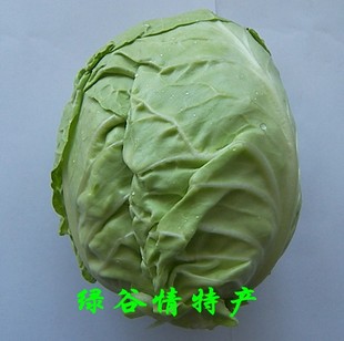  北京平谷农民自产新鲜绿色蔬菜特色青菜卷心菜圆白菜