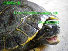 巴西龟宠物乌龟靓丽纹7年背甲20厘米以上繁殖龟蛋会下蛋种龟