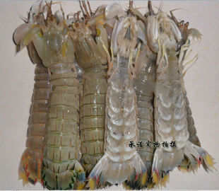  海鲜虾蟹鱼小龙虾螃蟹龙虾 渔船捕捞 海鲜产品当天发货包鲜送礼