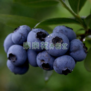 盆栽果树苗木/果苗 蓝莓树苗-蓝丰蓝莓苗 抗寒力强 南北均可种植