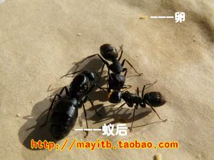 蚂蚁工场|工坊|日本弓背蚁后群产卵蚁后能繁殖