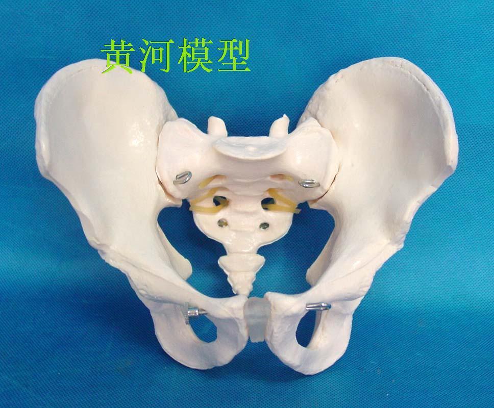 Female sex Pelvis Model Ilium Sciatic Pubis Show Model natural The female pelvis Modelin the Electronic Dictionary/Electronic paper book/Stationery , Teaching demonstration/Display notices supplies , Teaching equipment/Experimental Equipment category - from Buy2taobao.com to provide professional Taobao agent buy service