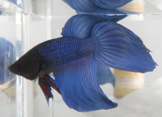 【多图】观赏热带鱼 - 观赏热带鱼品牌|价格|评