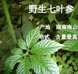 野生绞股蓝茶/正品/甘味绞股蓝/南山七叶参/绞股兰/买二送一/包邮