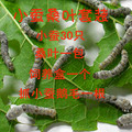 蚕宝宝/小蚕/蚁蚕 桑叶套装/小蚕30只 新鲜桑叶一盒/快递包活
