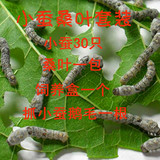 蚕宝宝/小蚕/蚁蚕 桑叶套装/小蚕30只 新鲜桑叶一盒/快递包活