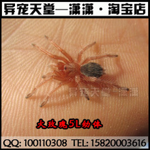 （特价）纯种智力火玫瑰蜘蛛幼体2厘米另类宠物蜘蛛送饲养套手册