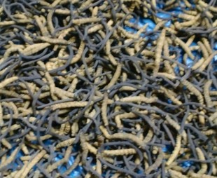  条条精选 正品野生冬虫夏草 特干川草 四川虫草 小草 10g起售