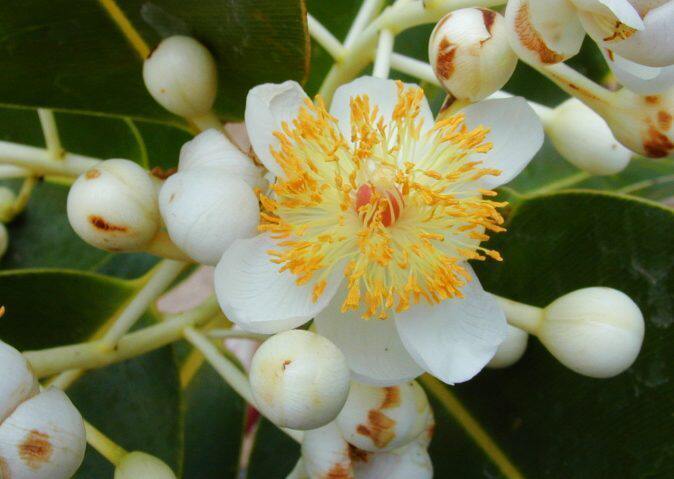琼崖海棠树苗Calophyllum,珍惜植物,<em>花花</em>公子淘