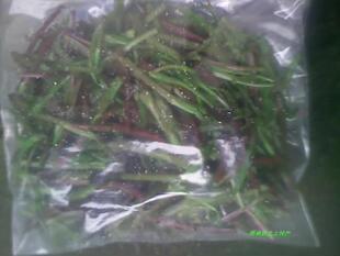  野菜 鲜嫩 野芹菜 水芹菜 无毒野生菜 原生态蔬菜 5公斤起拍