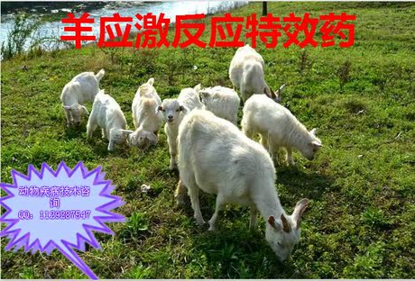 羊应激特效药包 应激反映处理办法 羊胸膜肺炎