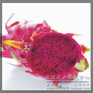 出售火龙果苗盆栽果树果苗 火龙果苗红肉 仙化