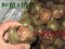 上下架计划:精选 自家产优质罗汉果碎果 破果（永福罗汉果）包甜3斤包邮