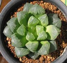 ☆永赐☆出售玉露绿宝石~真是名不虚传哦好养好看的绿色植物.
