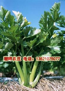  自产有机肥种植无农药新鲜芹菜 大棵西芹 有机蔬菜 现摘
