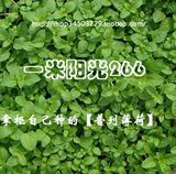 进口X分装普列薄荷]多年生香草种子 繁殖超强 香味浓烈 强心健胃