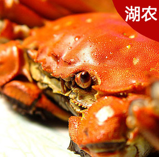  买就送2只 阳澄湖大闸蟹 公3.5-3.2两 母2.6-2.4两 8只包邮超值装