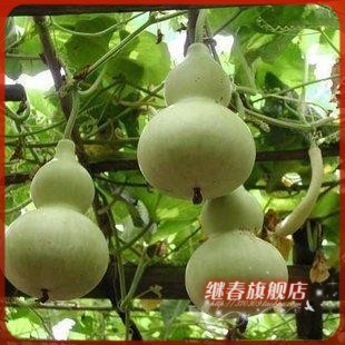大葫芦种子旗舰店|qq农场绿葫芦种子|玫瑰小镇