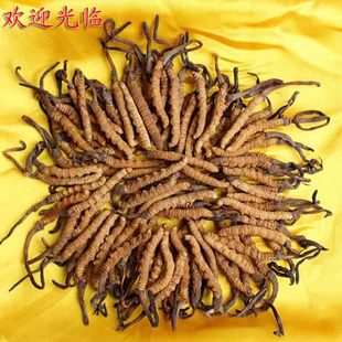  【假一罚三】野生西藏那曲冬虫夏草 正品虫草 10g起售包邮 3条/g