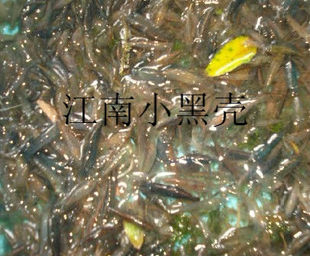 活体饲料虾黑壳虾除藻虾工具虾金背黑壳观赏虾