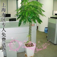 带瓷盆】5编发财树盆栽室内植物花卉办公室绿植盆栽开业乔迁植物