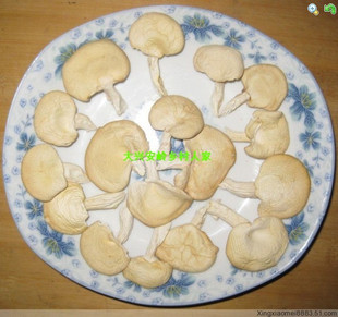  东北蘑菇 野生蘑菇 野生柞树菇 肉厚滑嫩味道鲜美250克
