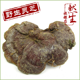  然生 特级野生赤芝 云南野生红灵芝纯天然富含孢子粉 直径8-12cm