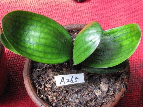 花卉/绿植盆栽,秒杀特价 <em>十姐妹</em>蔷薇3年苗 销量