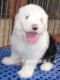 全白头古代牧羊犬古牧可爱活泼公犬