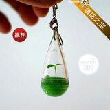 【央视CCTV推荐！正版！】超迷你培育花房～随身农场|生命之芽