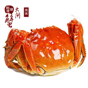  天螯牌 阳澄湖大闸蟹 母蟹 正宗螃蟹 1.6-1.9两 母特价促销不包邮